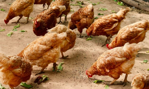 chicken.jpg