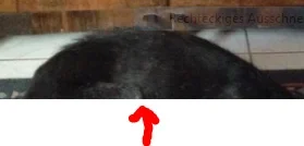 Hunderücken.webp Hunderücken.webp