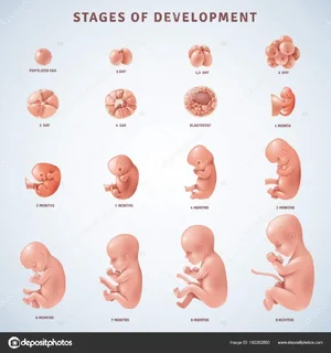 depositphotos_162282880-stock-illustration-stages-human-embryonic-development.webp depositphotos_162282880-stock-illustration-stages-human-embryonic-development.webp