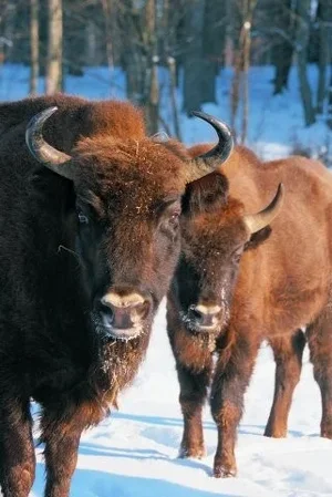 podlasiewisent-321x480.webp podlasiewisent-321x480.webp