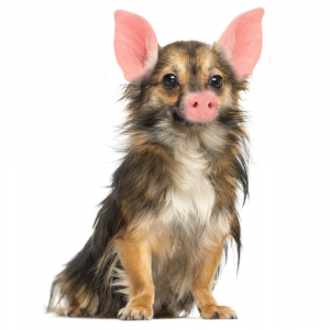 Schweinehund.png