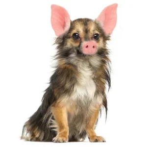 Schweinehund.webp Schweinehund.webp