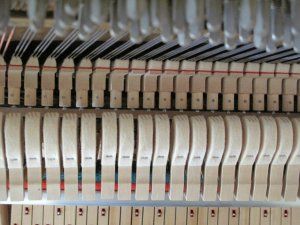 IMG_1555-b1.jpeg