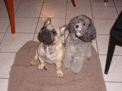 Toni und Joule Februar 2011 klein 1.webp