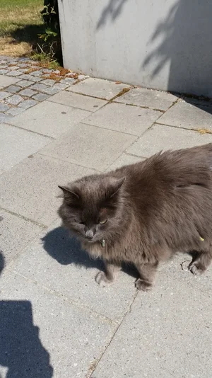 schlechte Laune.webp