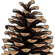 Depinus
