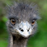 -Emu-