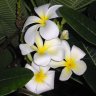 Frangipani