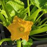 Zucchini