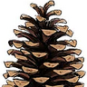 Depinus
