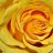 yourroseyellow
