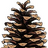 Depinus