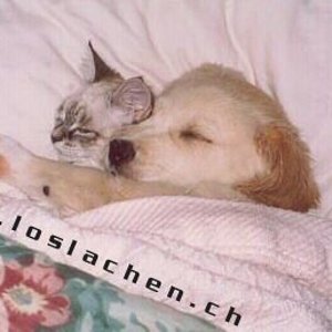 bedbuddies.jpg