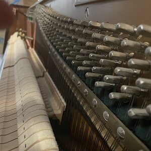 IMG_5020.jpeg