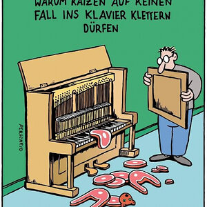 warum Katzen auf keinen Fall ins Klavier.jpg