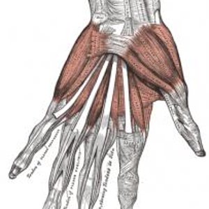 434px-Gray427.jpg