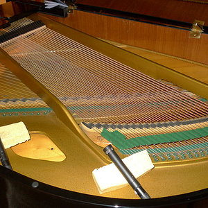 mikros-im-fluegel.JPG