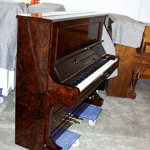Bechstein 10 Wurzelnuss 1.jpg