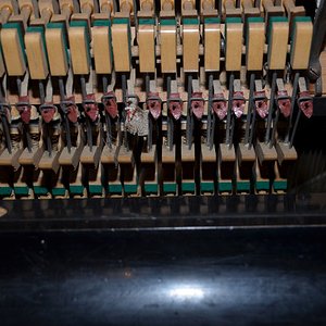 k-PIG_5601.JPG