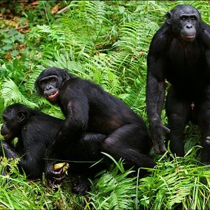 Medium 'bonobo-affen-beim-sex.jpg' in der Kategorie 'User-Uploads'