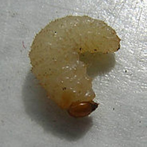 White_maggot.JPG