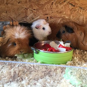 upload_2018-7-23_19-21-14.jpeg