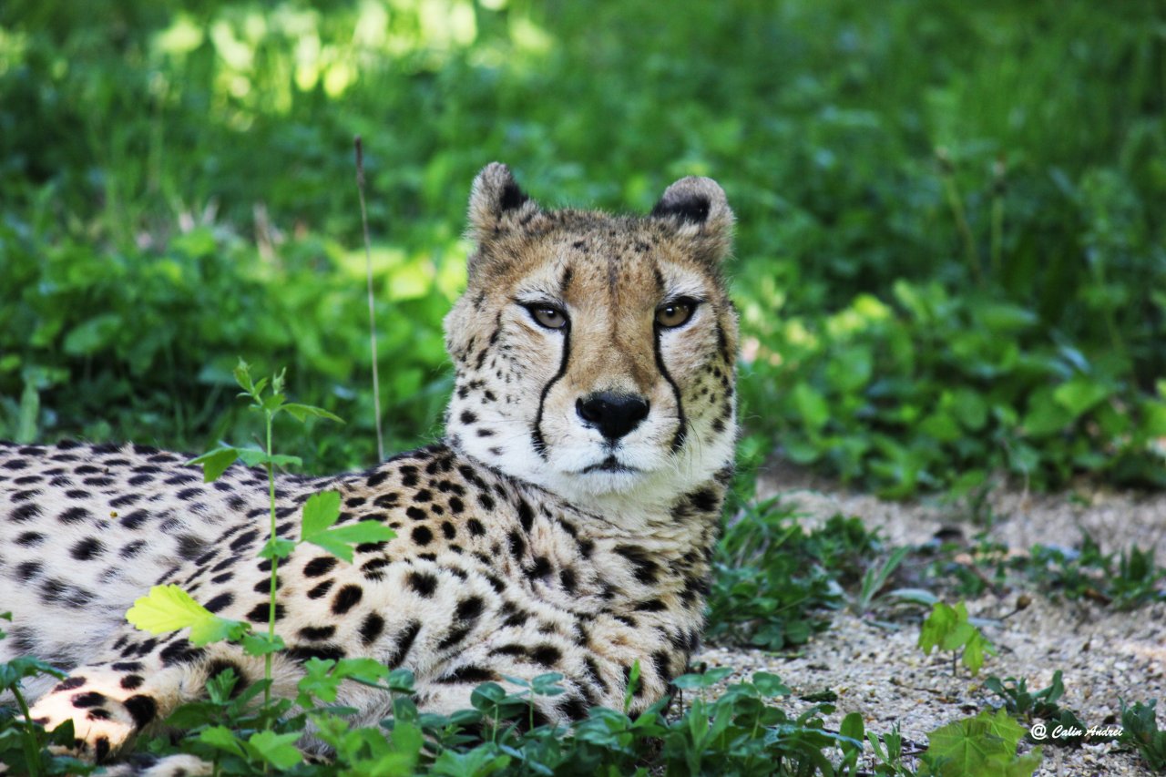 Ghepard