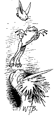 frosch02.gif
