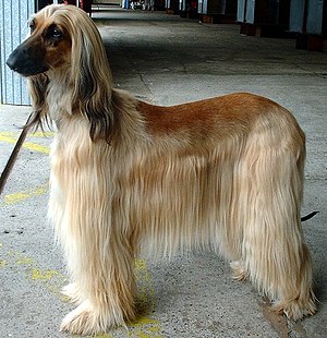 300px-Afghan_Hound.jpg