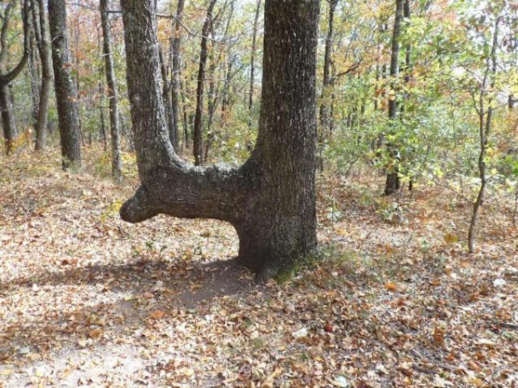 trailmakertree.jpg