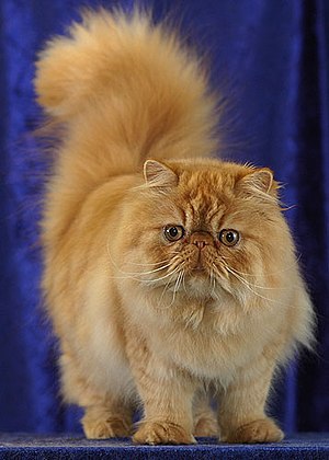 300px-Persialainen.jpg
