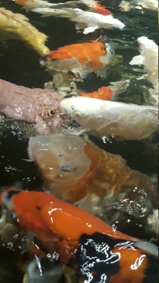 20180711.jpg