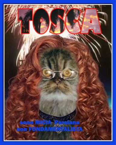 tosca%20gatta%20persiana.jpg