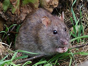 300px-WildRat.jpg
