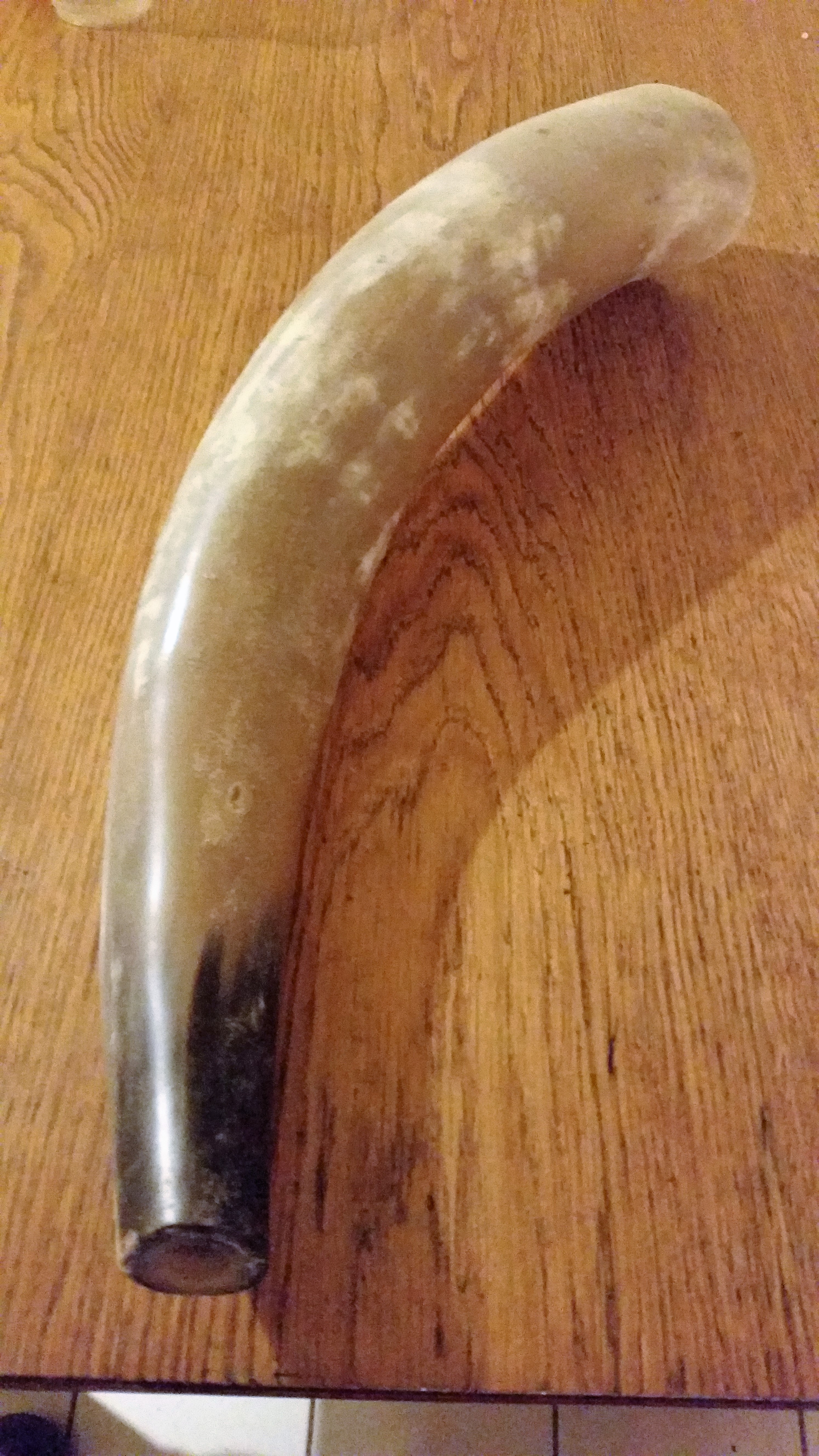 horn1.jpg