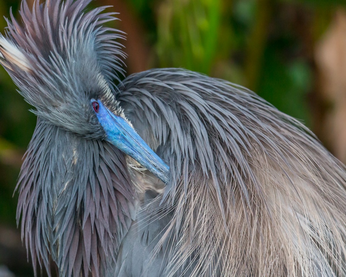 florida_preening_tricoloredheron_breedingcolors_matingcolors_naturethroughthelens_andymorffew_morffew-383321.jpg!d
