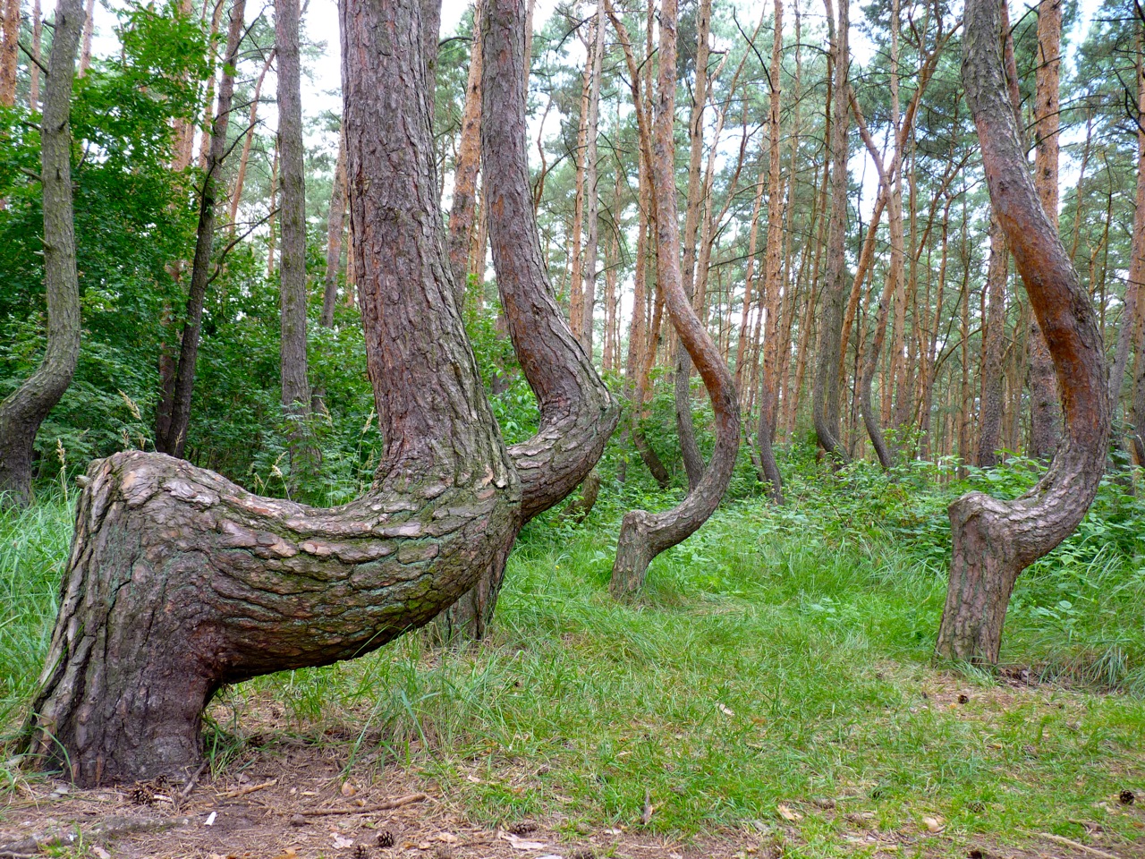 gryfino-forest-krummer-wald-polen.jpg