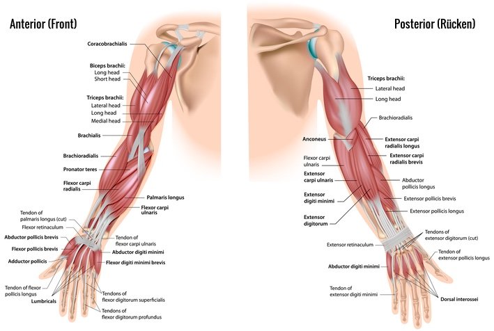 Armmuskeln-Anatomie-1.jpg